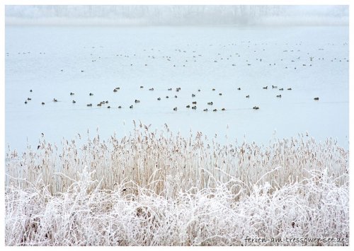 Stockenten im Winter auf dem Tressower See